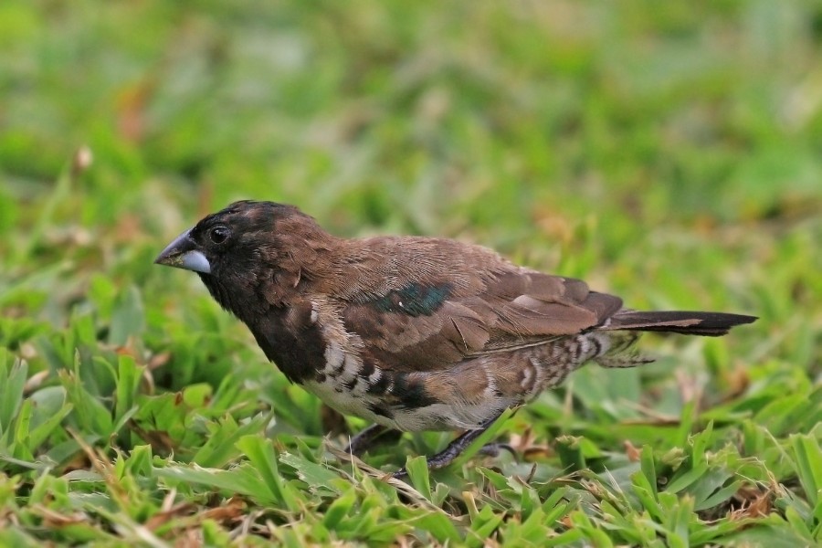 Bronze mannikin (Lonchura cucullata cucullata)