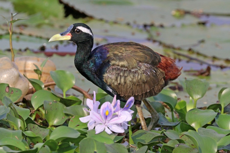 Bronze-winged jacana (Metopidius indicus) 2