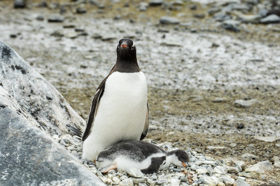 Brown Bluff-2016-Tabarin Peninsula–Gentoo penguin (Pygoscelis papua) 05
