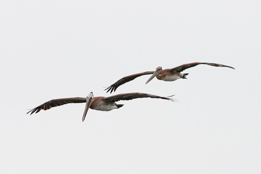 Brown Pelican - Pelecanus occidentalis, Moss Landing, California - 9278659867