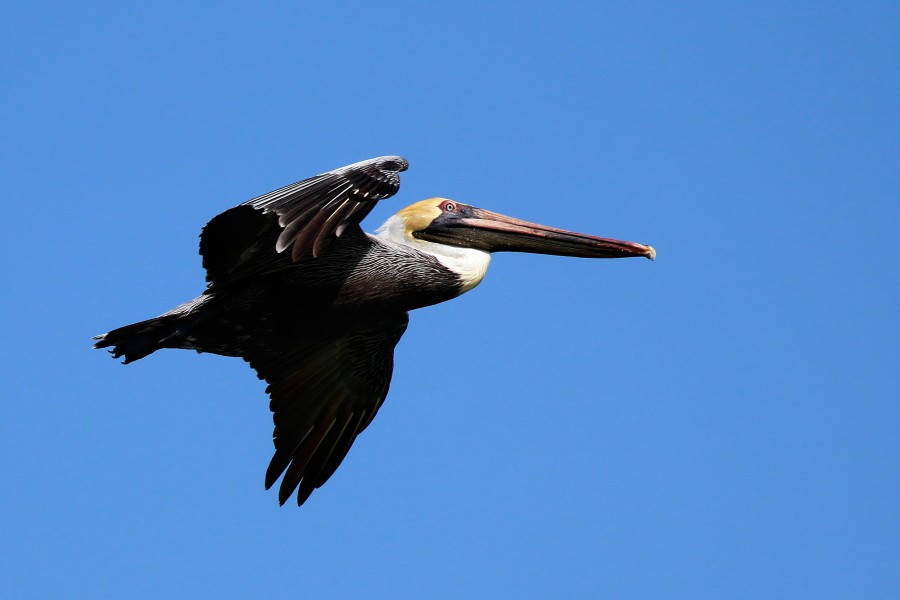 Brown pelican (Pelecanus occidentalis) in flight non-breeding plumage