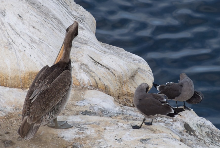 Brown pelican and Heermann's gulls in La Jolla (70632)