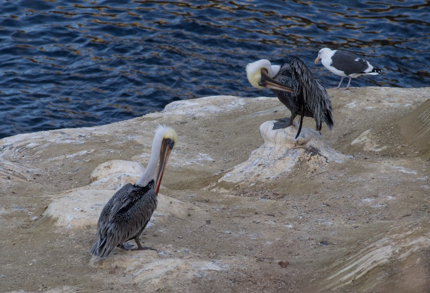 Brown pelicans and western gull in La Jolla (70675)
