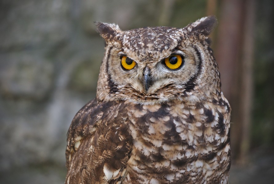 Bubo africanus brown - Flémalle (01)