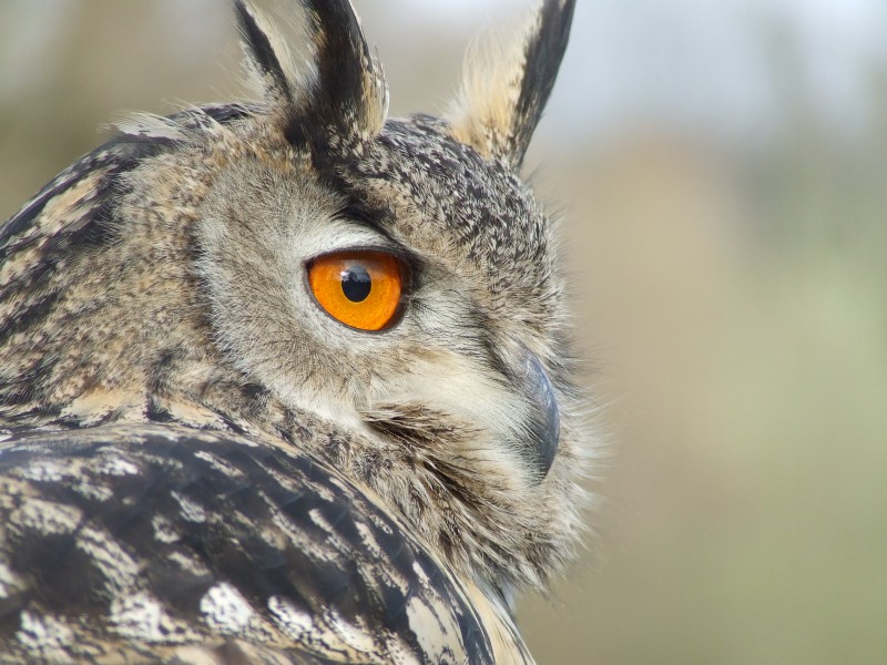 Bubo bubo portrait