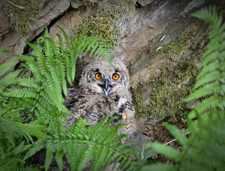 Bubo Bubo Uhuküken 02