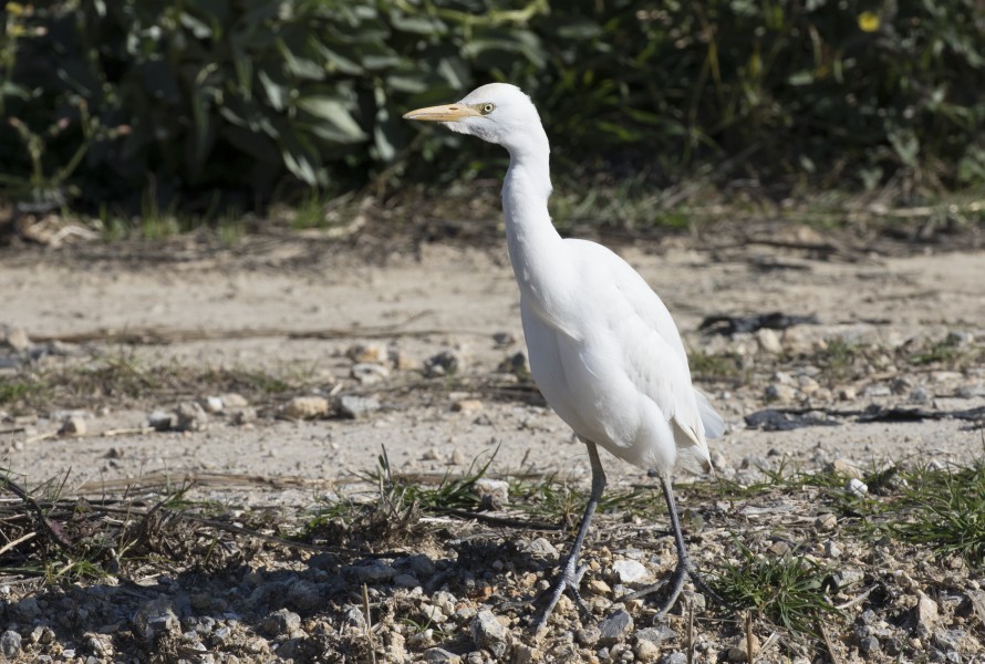 Bubulcus ibis - Western Cattle Egret, Mersin 2017-01-22 01-1
