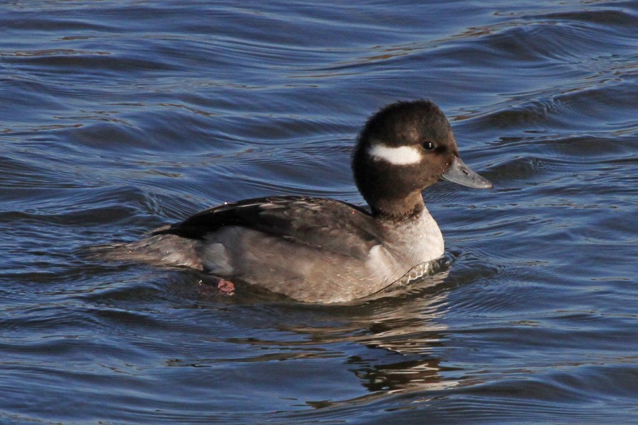 Bufflehead - Bucephala albeola, Chincoteague National Wildlife Refuge, Chincoteague, Virginia