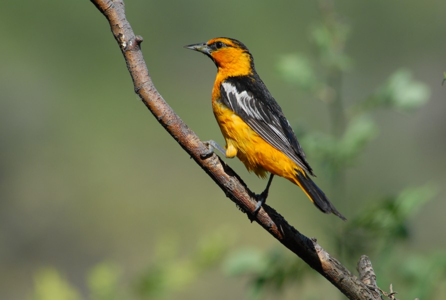 Bullock's Oriole FWS 12839