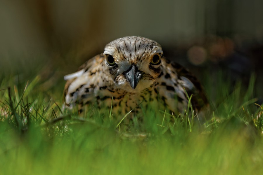 Bush Stone Curlew sitting in grass