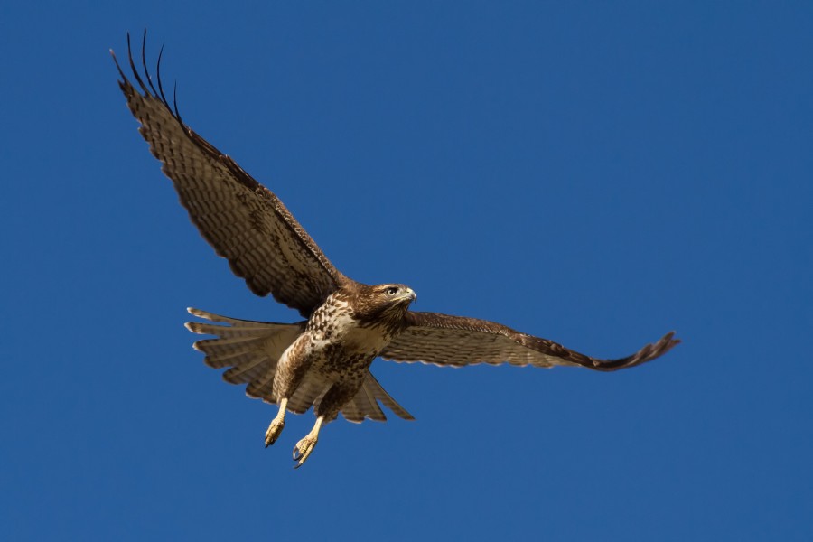 Buteo jamaicensis calurus in flight, Squaw Valley, California