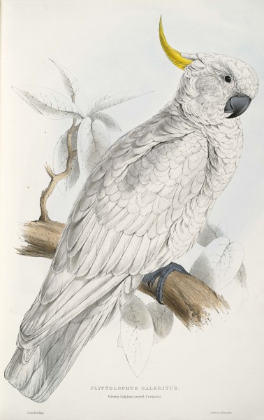 Cacatua galerita -Plyctolophus galeritus Greater Sulphur-crested Cockatoo -by Edward Lear 1812-1888