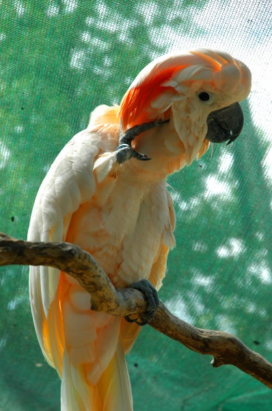 Cacatua moluccensis -Georgia Renaissance Festival-8a
