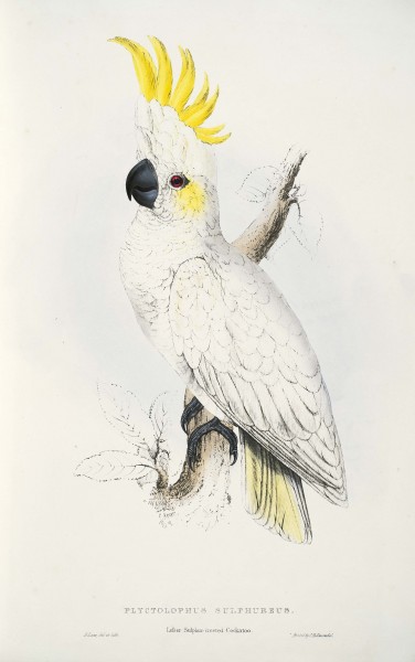 Cacatua sulphurea -Plyctolophus sulphureus Lesser Sulphur-crested Cockatoo -by Edward Lear 1812-1888