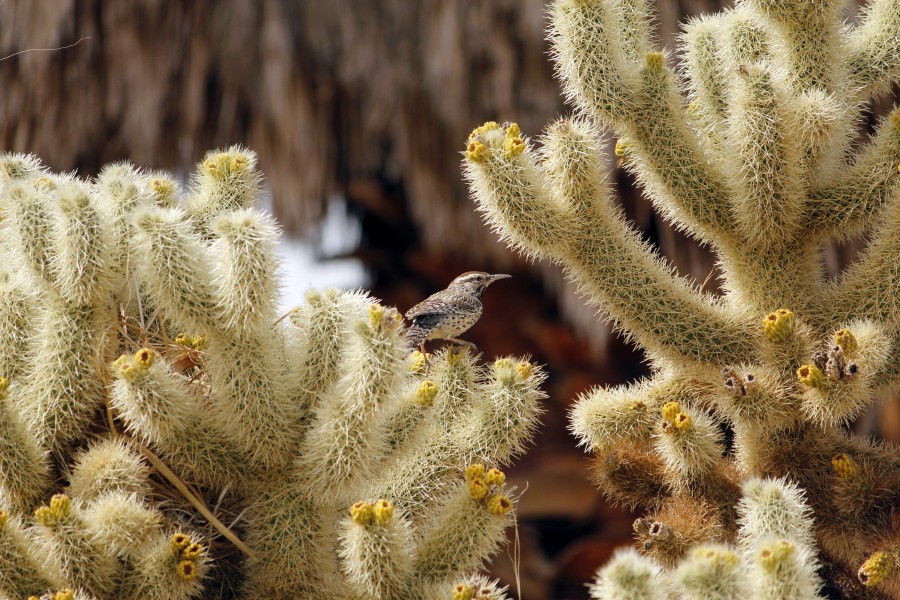 Cactus wren (Campylorhynchus brunneicapillus) building a nest - 12938027583