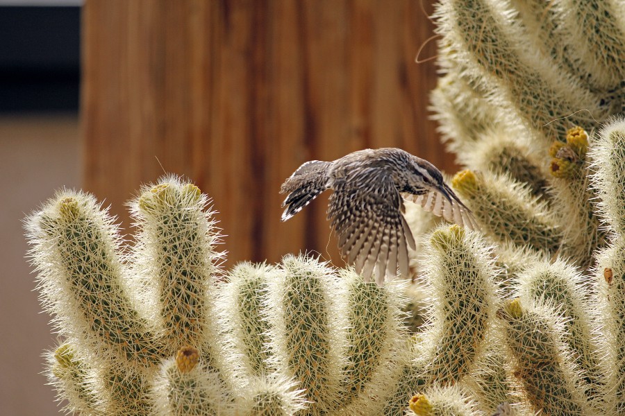 Cactus wren (Campylorhynchus brunneicapillus) building a nest - 12938376254