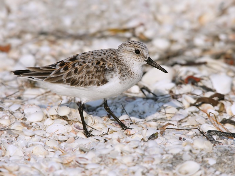 Calidris alba (juvenile)