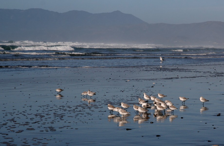 Calidris alba and seagull at Ocean Beach, San Francisco, California - 20101116