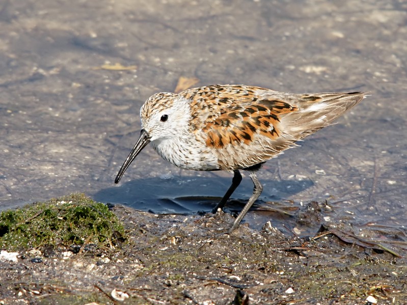Calidris alpina (foraging)