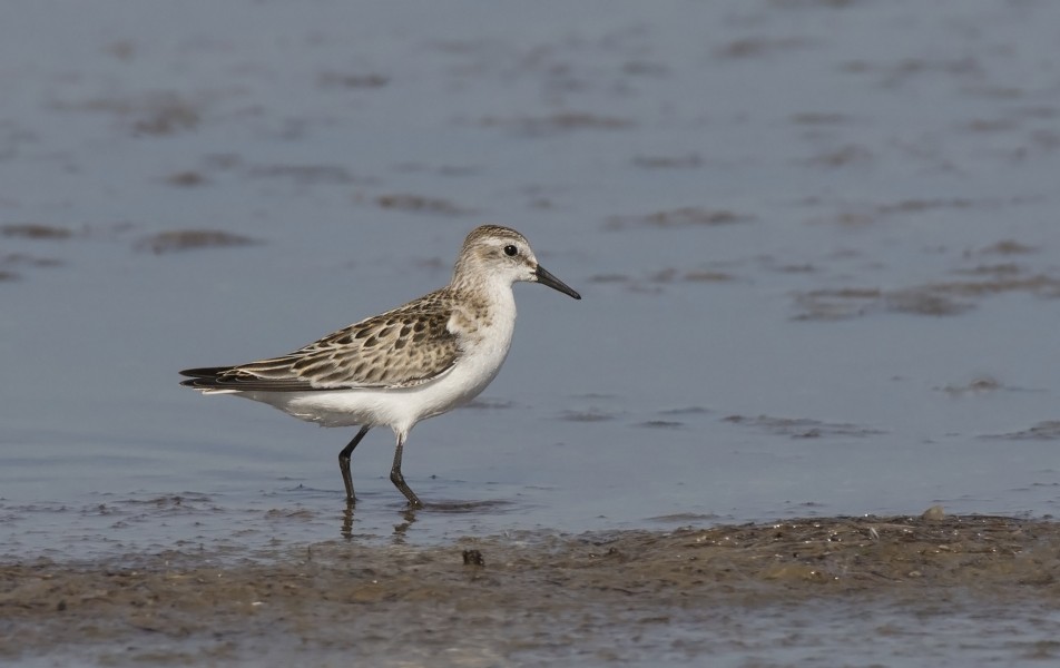 Calidris minuta - Little stint, Adana 2016-11-05 01-2
