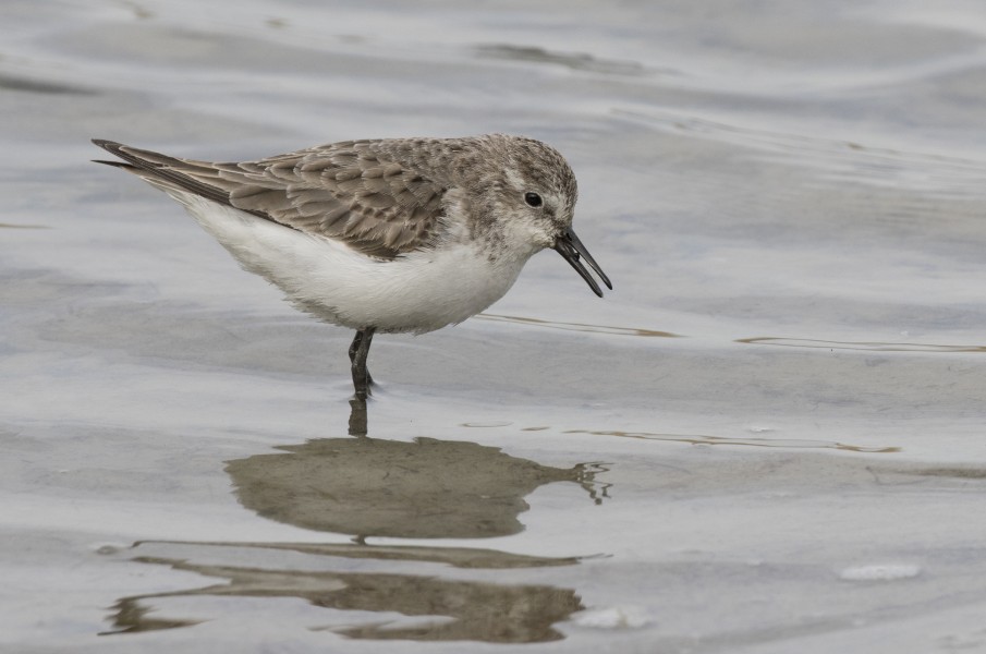 Calidris minuta - Little stint, Adana 2016-12-17 03-3