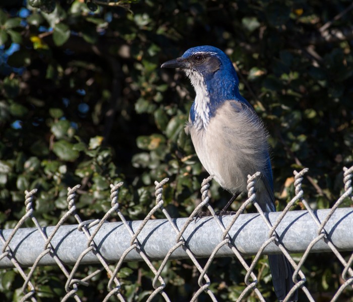 California scrub jay (12188)