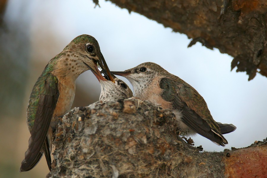 Calliope-nest
