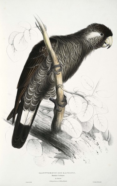 Calyptorhynchus baudinii -Calyptorhynchus baudinii Baudin's Cockatoo -by Edward Lear 1812-1888