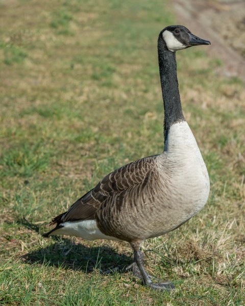 Canada Goose near Oestrich, Germany 20150311 1