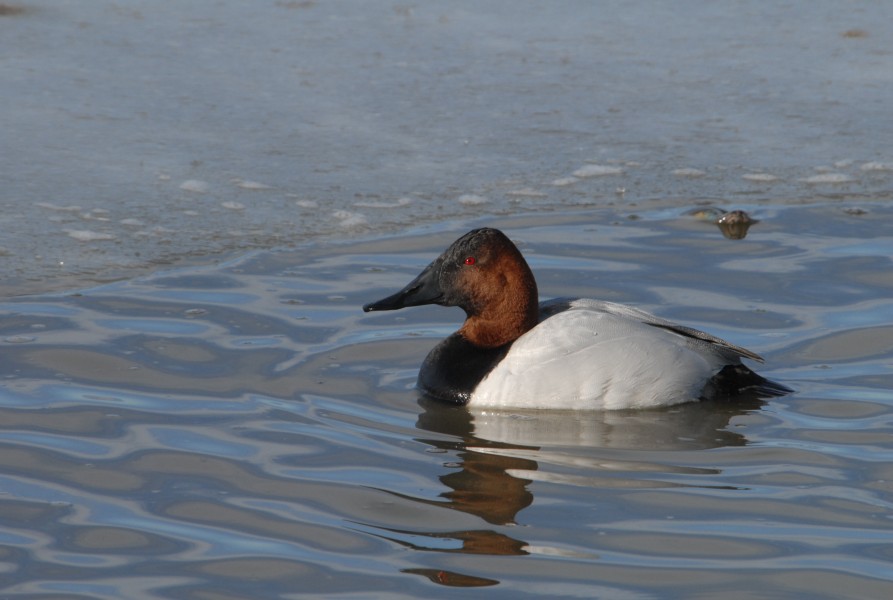 Canvasback drake FWS 12840