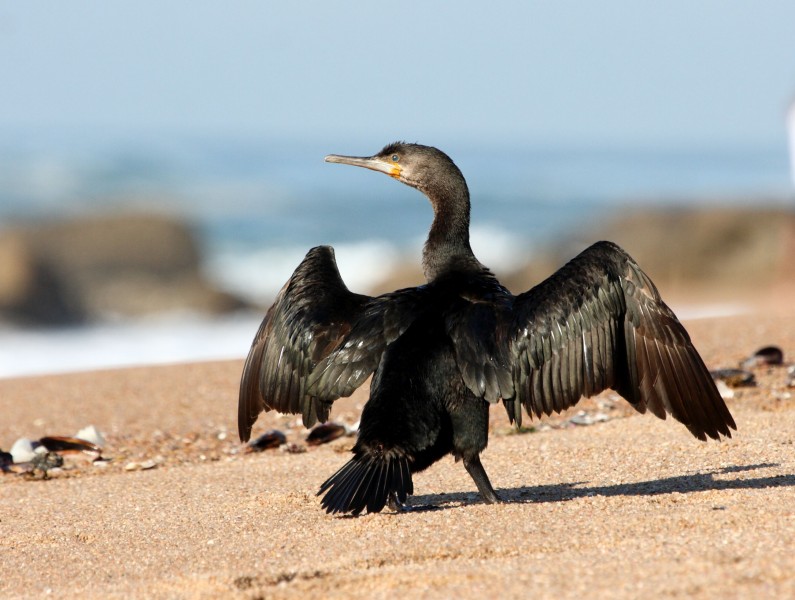 Cape cormorant 2011 07 10 03481