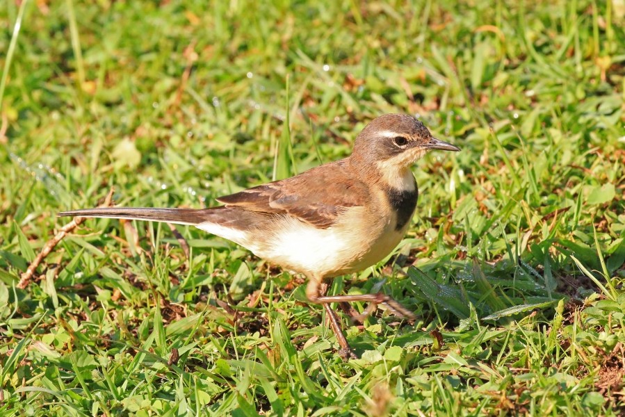 Cape wagtail (Motacilla capensis)