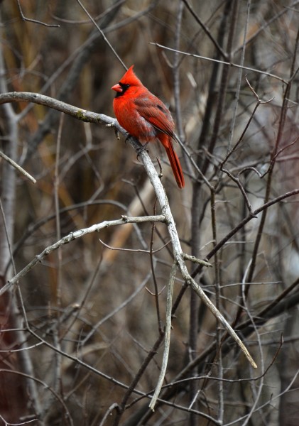 Cardinal m James Gardens TO