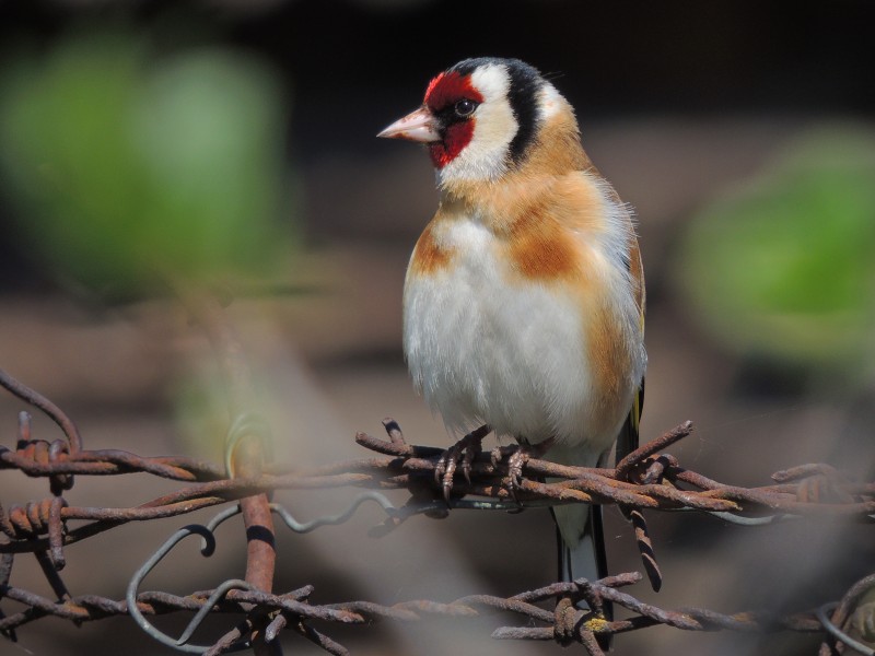 Carduelis carduelis (26487836725)