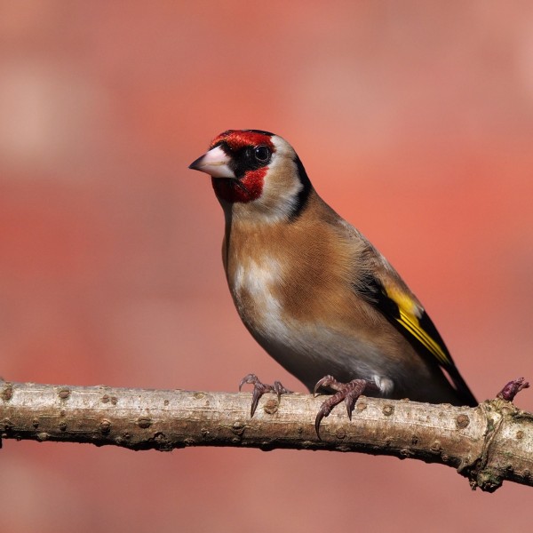 Carduelis carduelis facing sun