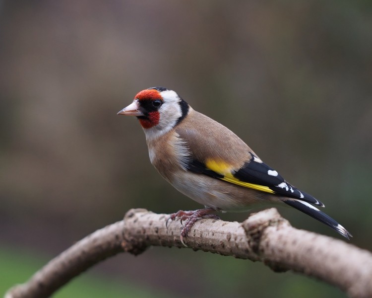 Carduelis carduelis in the gloom