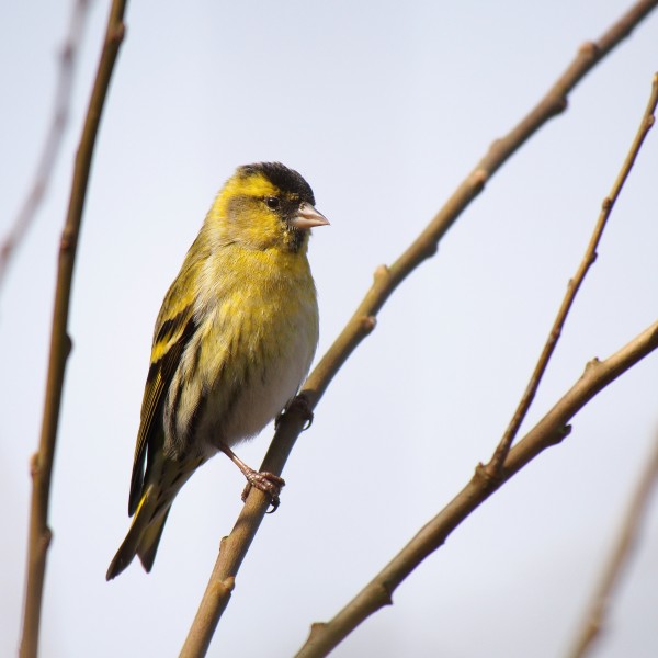 Carduelis spinus - male