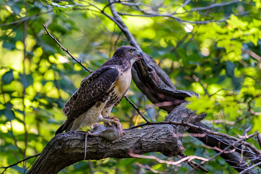 Central Park Bird of Prey III
