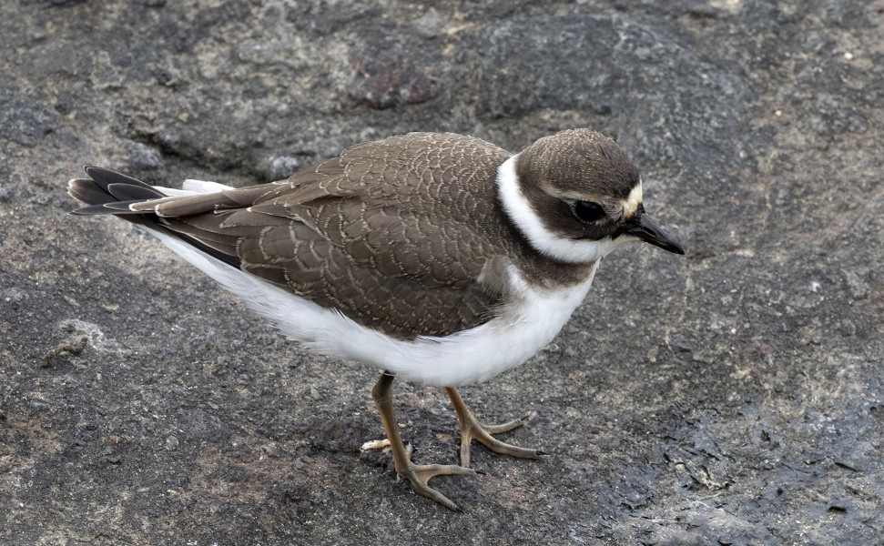 Charadrius dubius - Little ringed plover 01-16
