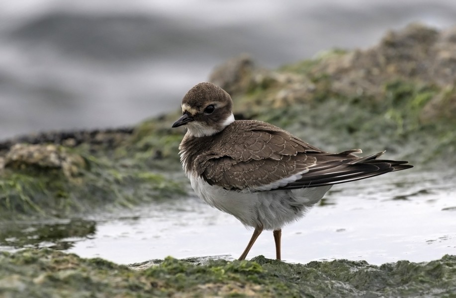 Charadrius dubius - Little ringed plover 01-21