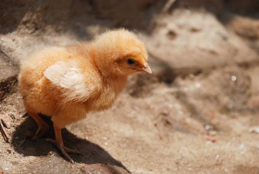 Chick on sand