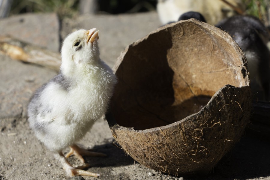 Chicken-IMG 5798