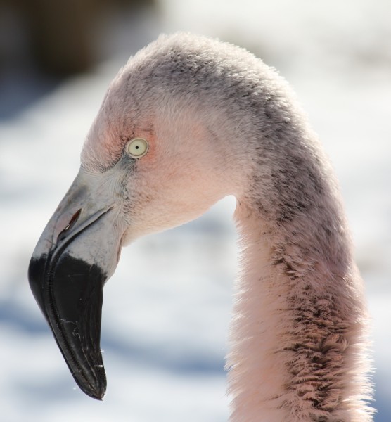 ChileanFlamingo2010 4