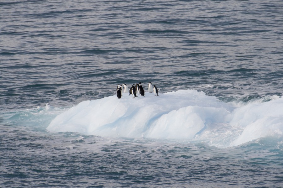 Chinstrappenguinsoniceberg