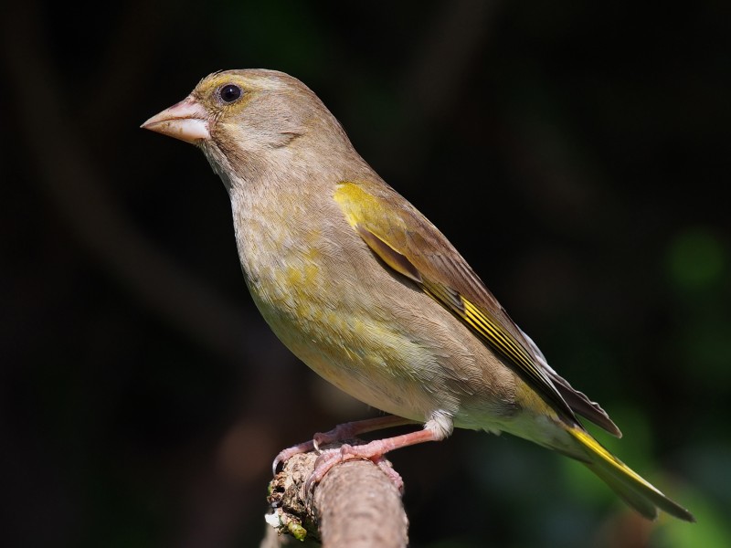 Chloris chloris female