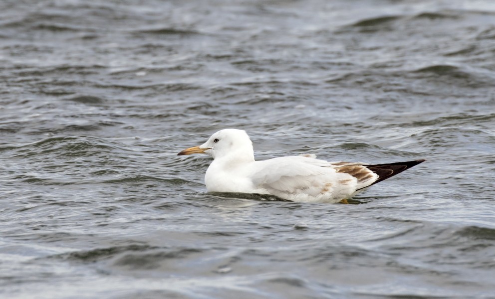 Chroicocephalus genei - Slender-billed Gull, Adana 2016-12-17 02-4