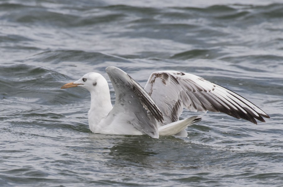 Chroicocephalus genei - Slender-billed Gull, Adana 2016-12-17 03-2