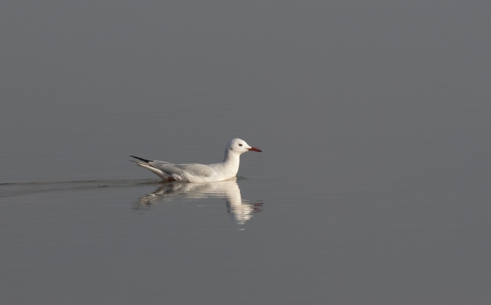 Chroicocephalus genei - Slender-billed Gull, Mersin 2016-12-11 03-4
