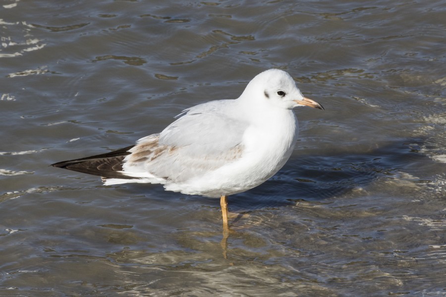 Chroicocephalus ridibundus - Black-headed Gull, Adana 2016-12-18 01-2