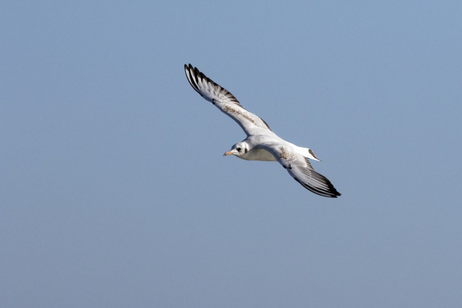 Chroicocephalus ridibundus - Black-headed Gull, Mersin 2016-11-19 02-1